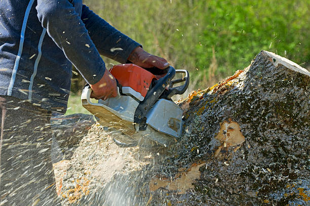 Why Choose Our Tree Removal Services in Union City, MI?